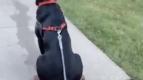 Rottweiler drop the leash challenge😂