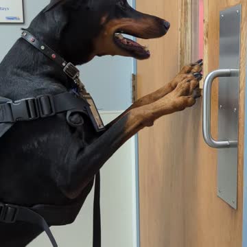 Doberman At The Vet