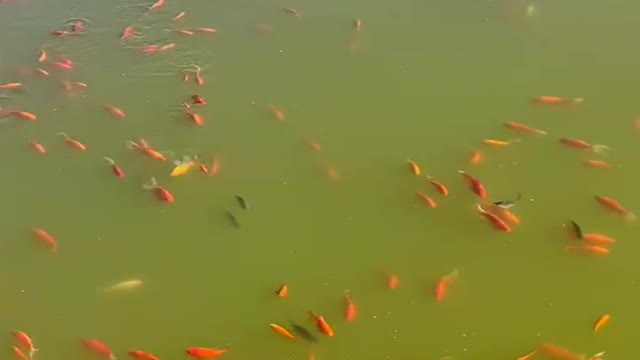 Small fish are swimming freely in the water