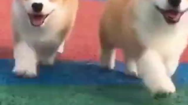 Cute and Funny Dogs|Try Not To Laugh