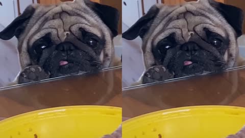 Adorable Dog PUG Craving For Food