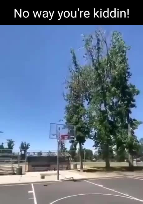 Professional basketball player