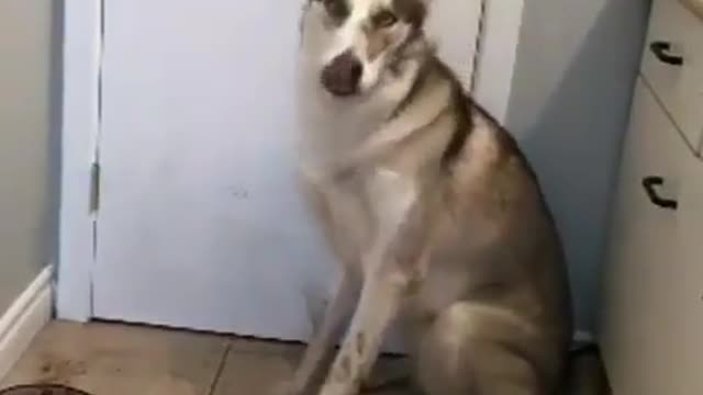Huskies' reaction to being scolded for tearing down their homes.