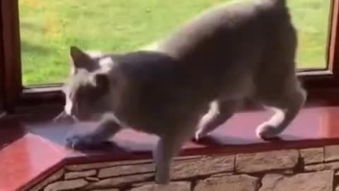 Funny Cat fell while walking