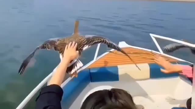 Birds vs speed boat races