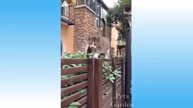 Try not to laugh and funny animals videos