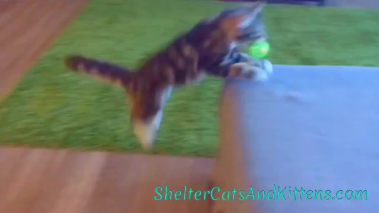 Winnie the Kitten Playing Fetch