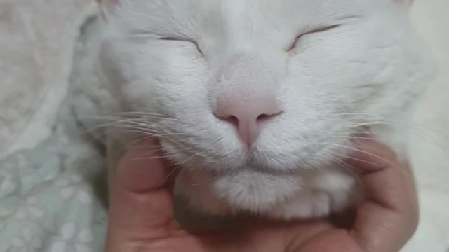 Cat receiving facial massage II