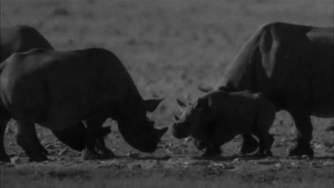 Rhino Love Caught On Camera | Africa | BBC Earth