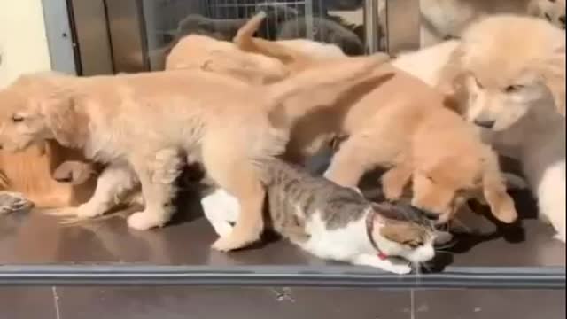 A NUMBER OF DOGS LIKES TO CUDDLE THE KITTEN