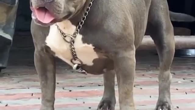 Most powerful and dangerous dogs