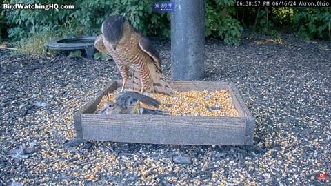 Coopers Hawk Ambush: The Hunt of a Mourning Dove 🦅🎯