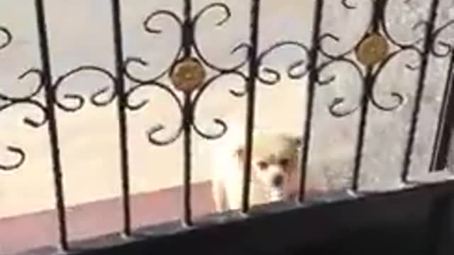 Funny Dog Fail Compilation