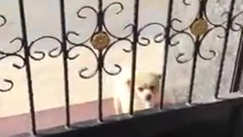 Funny Dog Fail Compilation