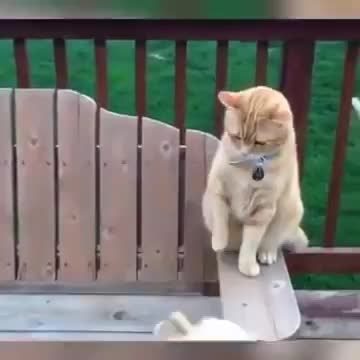 Cats & Dogs.Кошки & Собаки