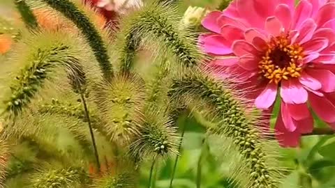 look at the beautiful sea of ​​flowers