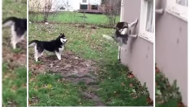 I am a husky with kung fu.