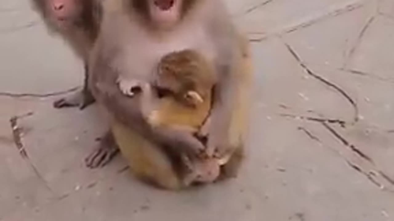 Mother monkey doesn't allow anyone to touch her baby