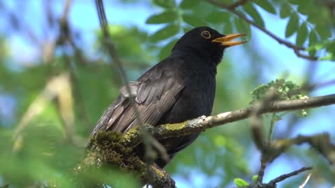 The voice of the song of birds