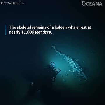 the dreaded bottom of the sea