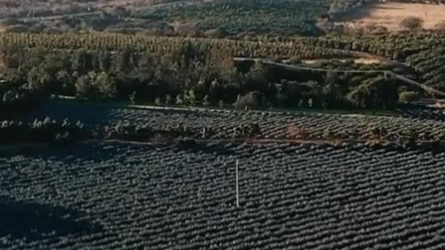 Aerial view of an agriculture field at the morning
