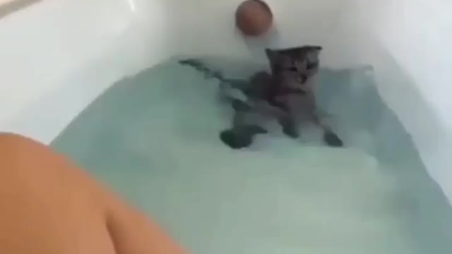 wild cat gone mad at her owner.