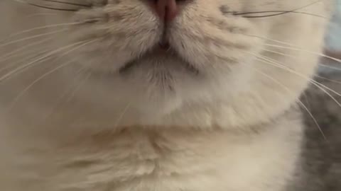 cat said something
