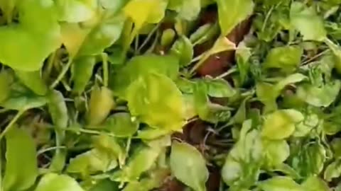 spinach plantation || Gardening