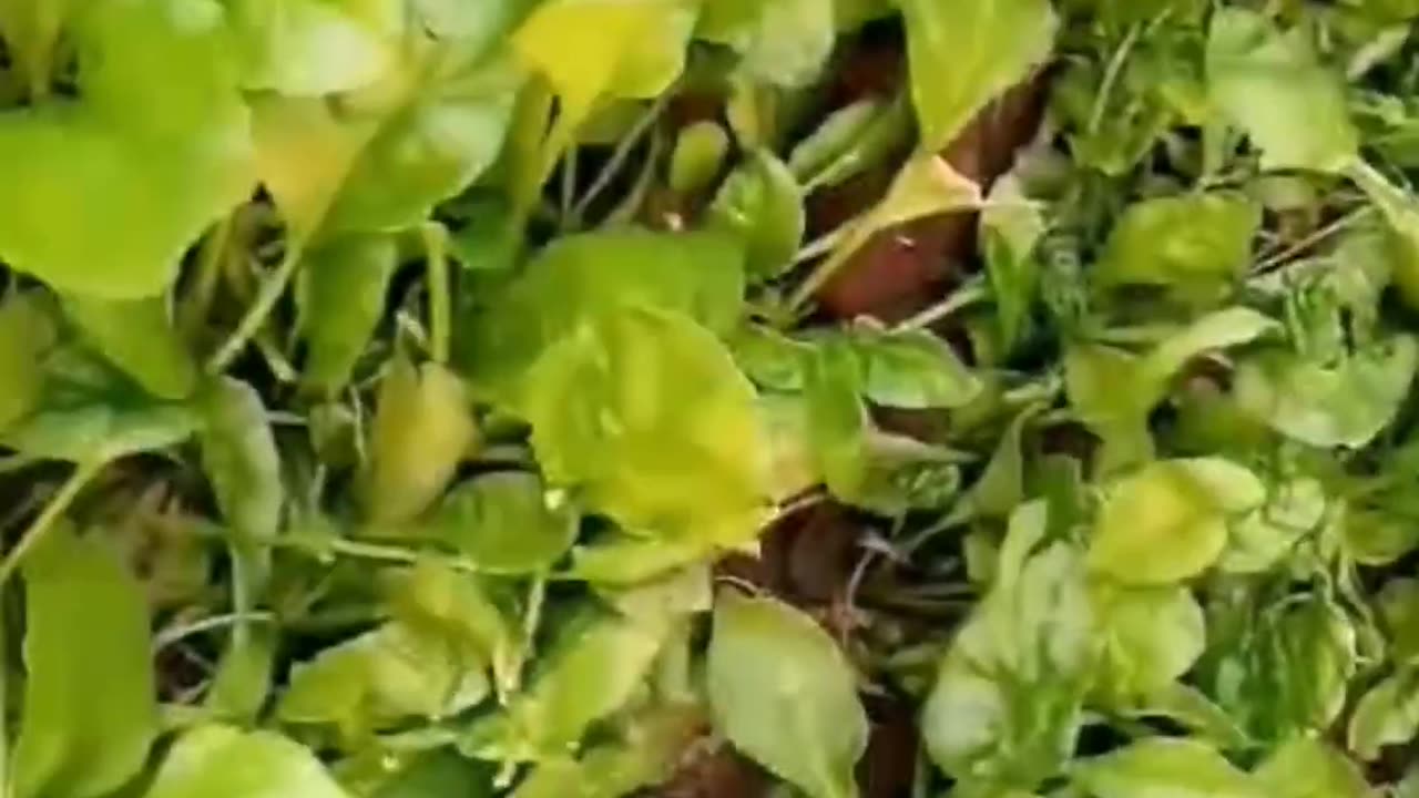 spinach plantation || Gardening