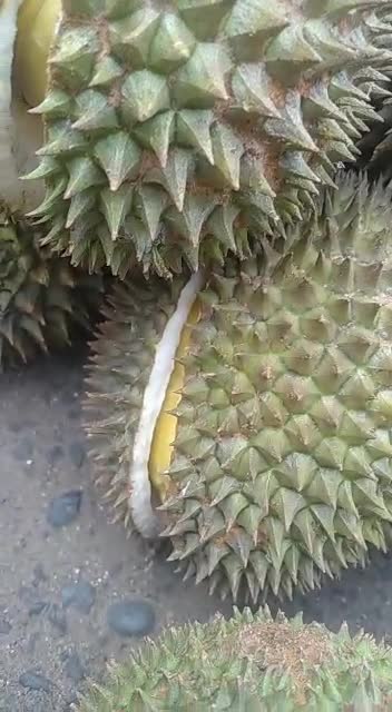 Sudah Mateng Durennya