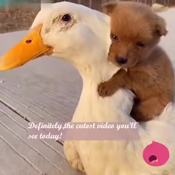 Adorable Puppy And Friendly Duck Have The Cutest Friendship
