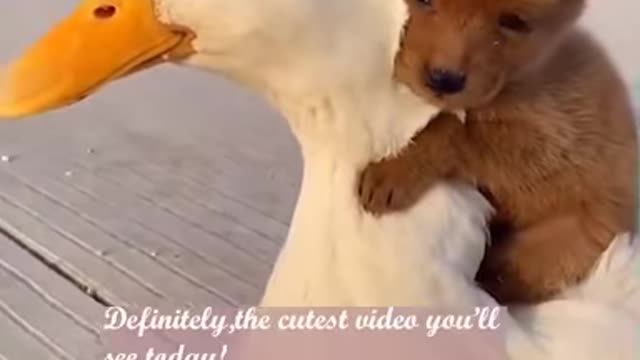 Adorable Puppy And Friendly Duck Have The Cutest Friendship