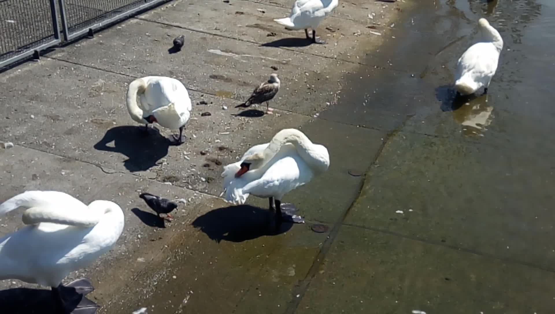 Swans Raspberry Rumble Swan
