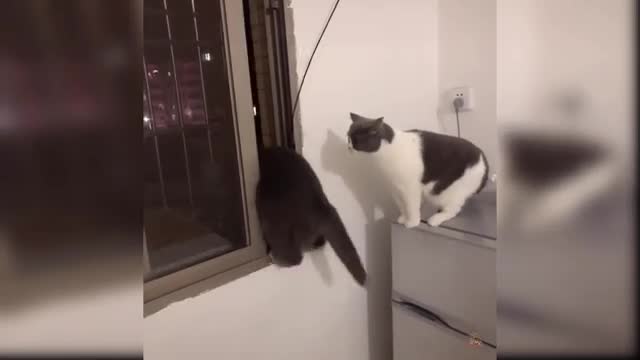 Best of cuts cats and funny cat videos 2022