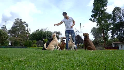 Dog Trainer Teaching