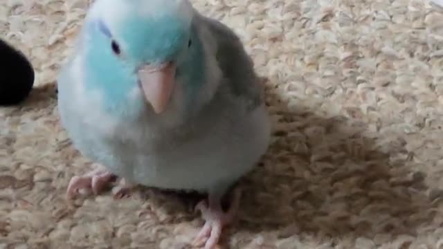 Bird