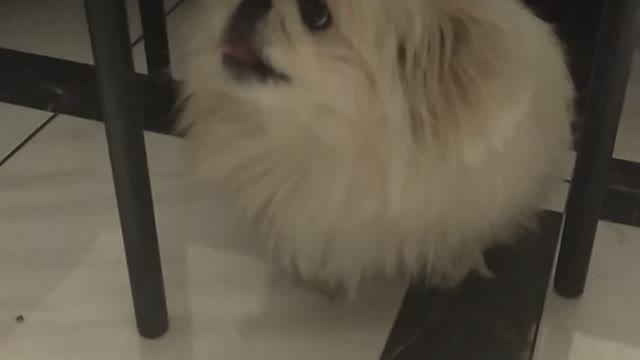 Cheated dog