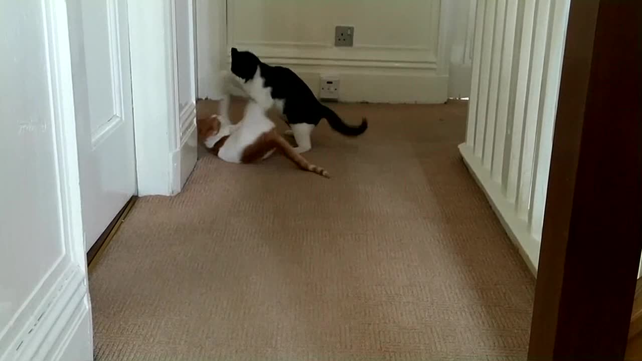 Funny ! Cat Fight