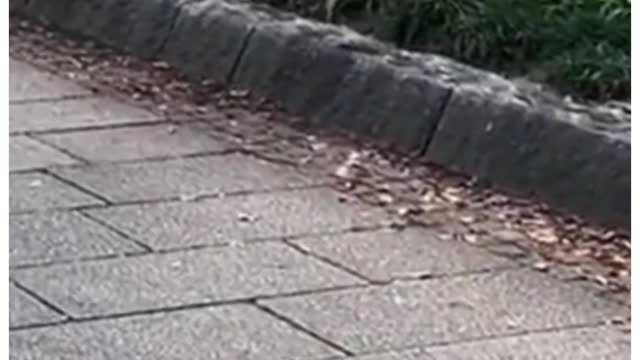 LITTLE PIGGY RIDING A ROLLER BALL