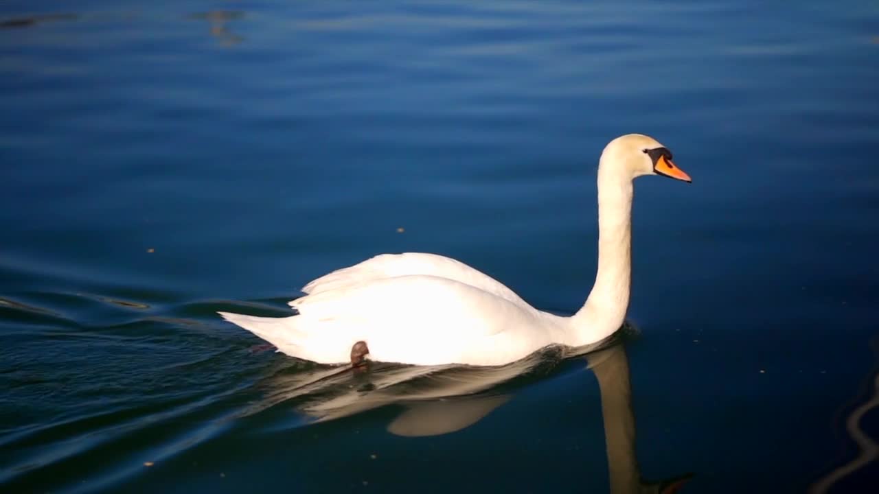 The swan is swimming