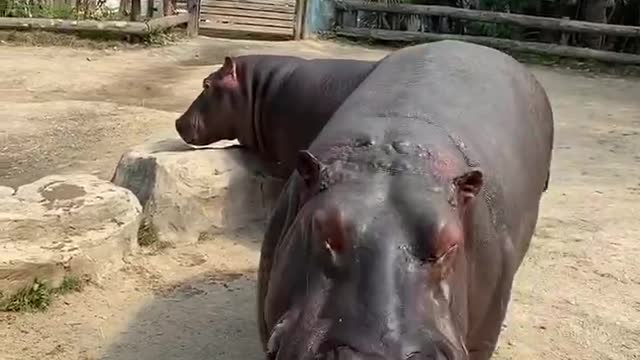 The hippo ate a whole watermelon