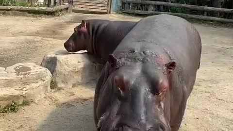 The hippo ate a whole watermelon