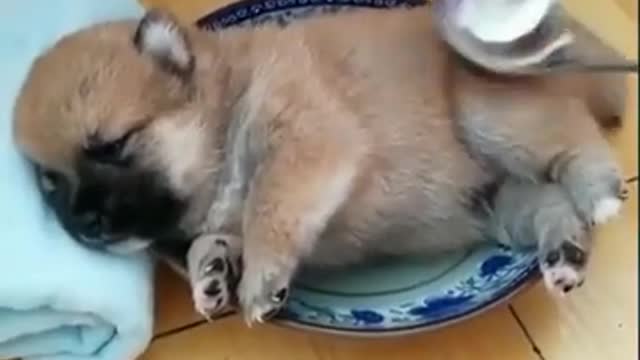 cute puppy sleeping on the bed