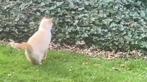 Funny animal 😀😀