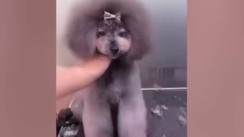 ✨✨✨Funny Dog Videos Compilation 2021✨✨✨