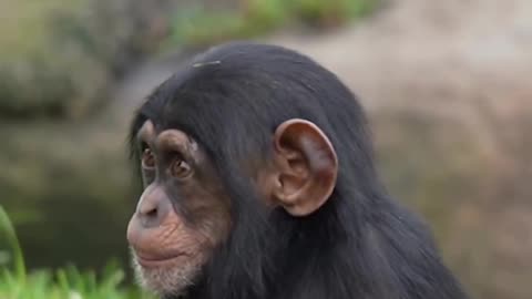 Baby chimpanzees are highly social and playful animals,