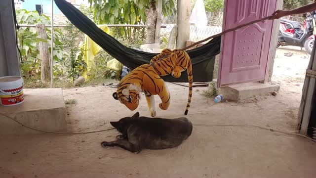 Watch this Funny Prank on Dog with Fake Tiger!! << Laugh 2022