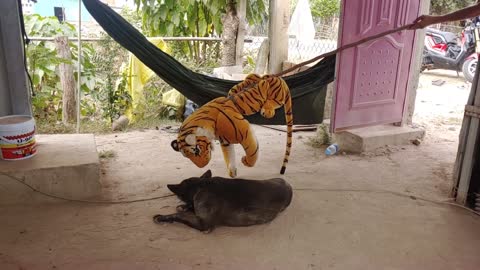 Watch this Funny Prank on Dog with Fake Tiger!! << Laugh 2022