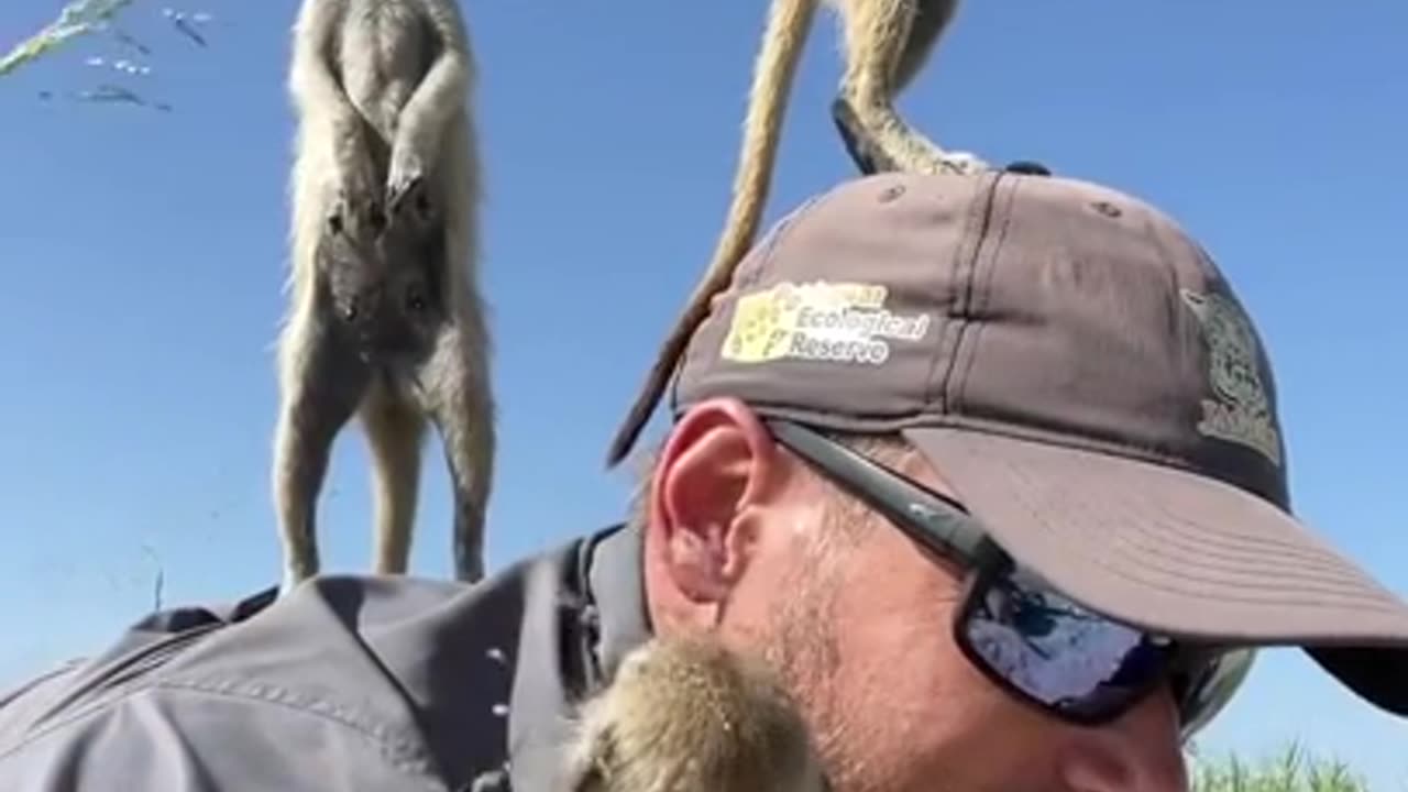 Wild Meerkat is Using Man's Head for Lookout