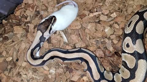 Snake Eats A Rat